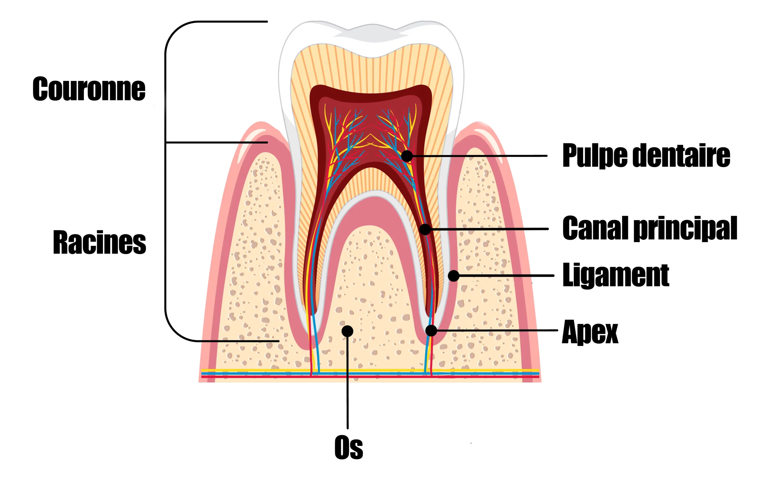 Anatomie d'une dent - Endodontie Rosheim Anatomie d'une dent - Endodontie Rosheim